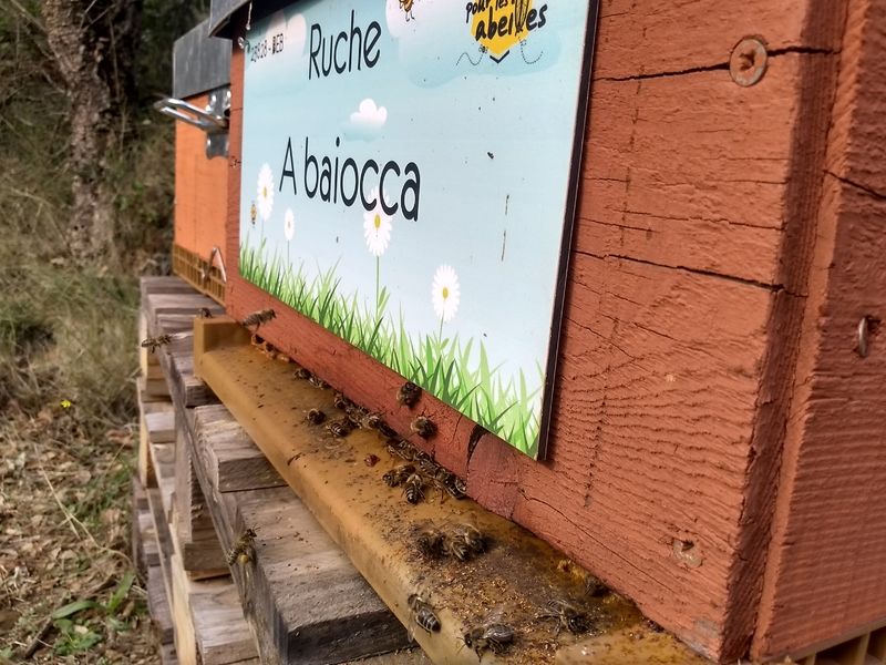 La ruche A baiocca