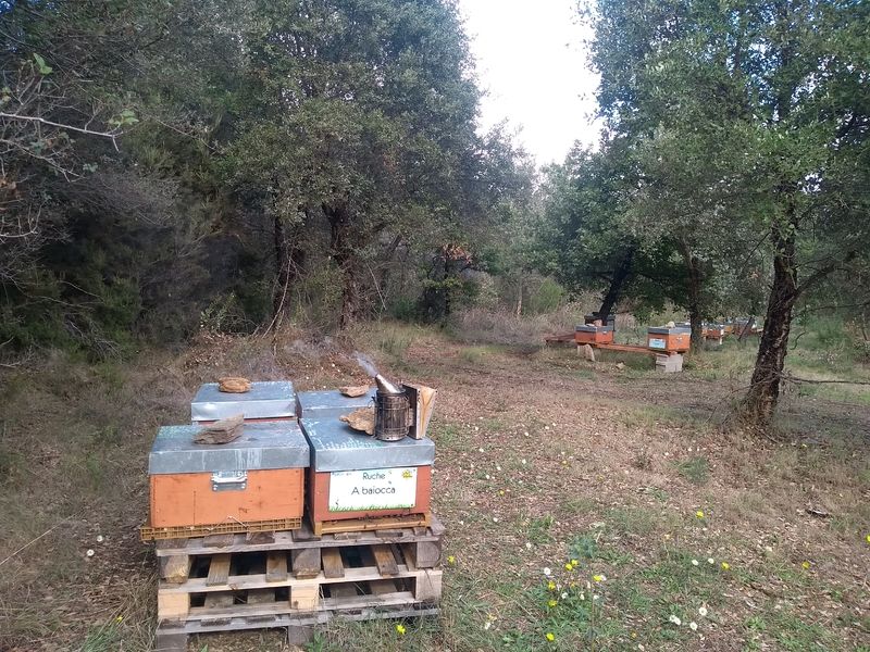 La ruche A baiocca