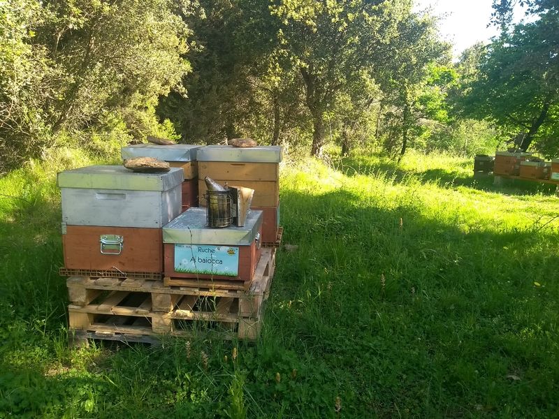 La ruche A baiocca