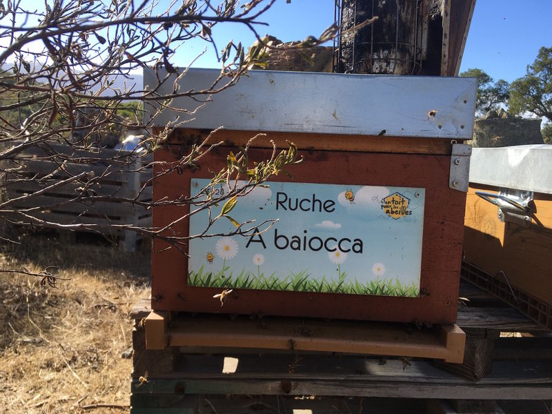 La ruche A baiocca
