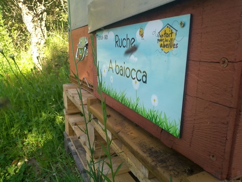 La ruche A baiocca