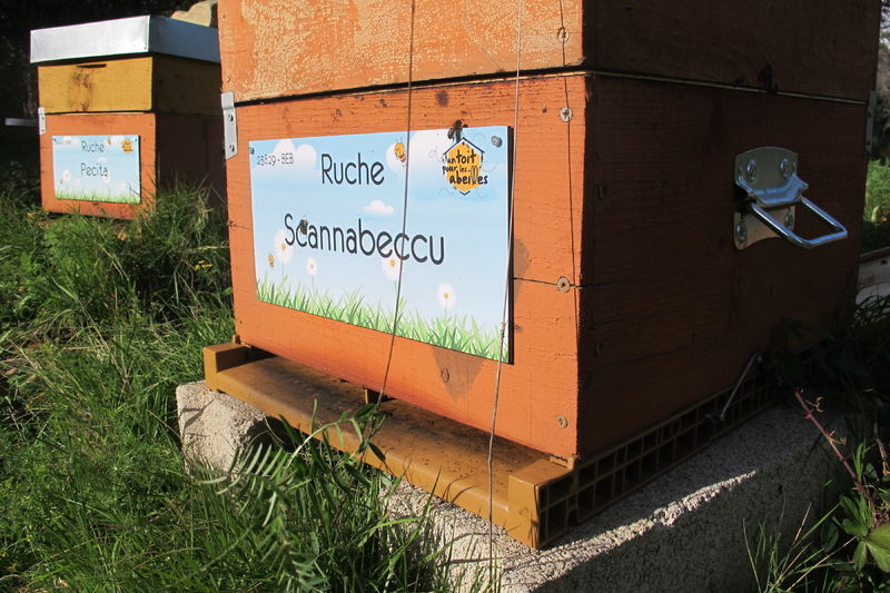 La ruche Scannabeccu