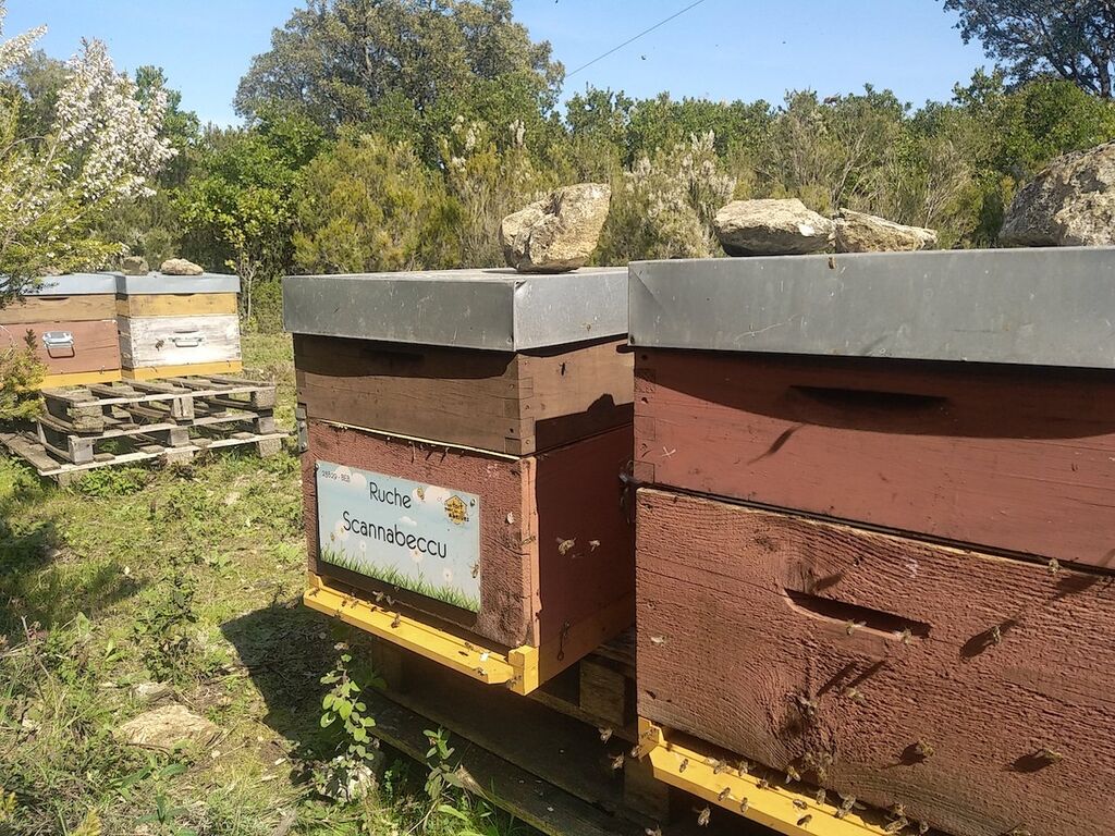 La ruche Scannabeccu