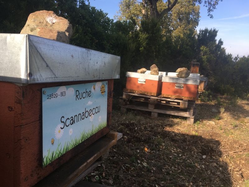 La ruche Scannabeccu