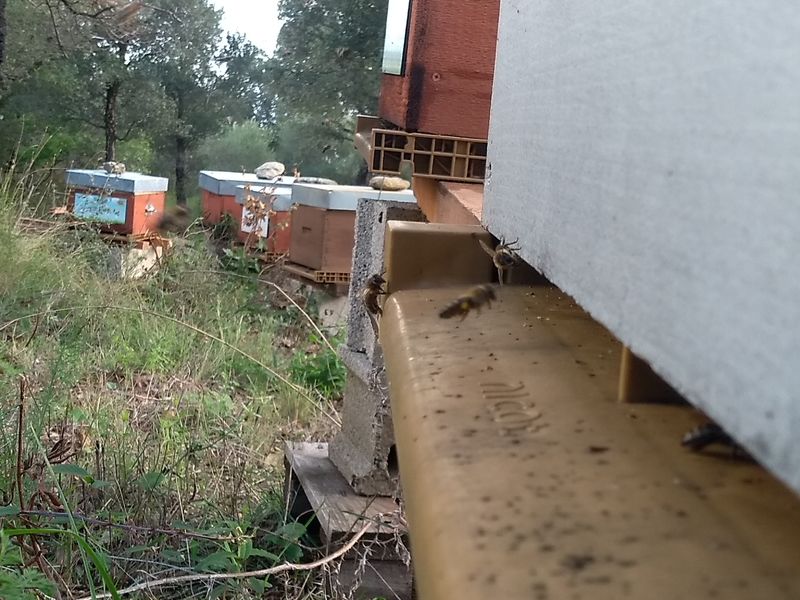 La ruche Scannabeccu