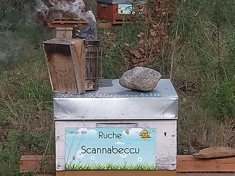 La ruche Scannabeccu