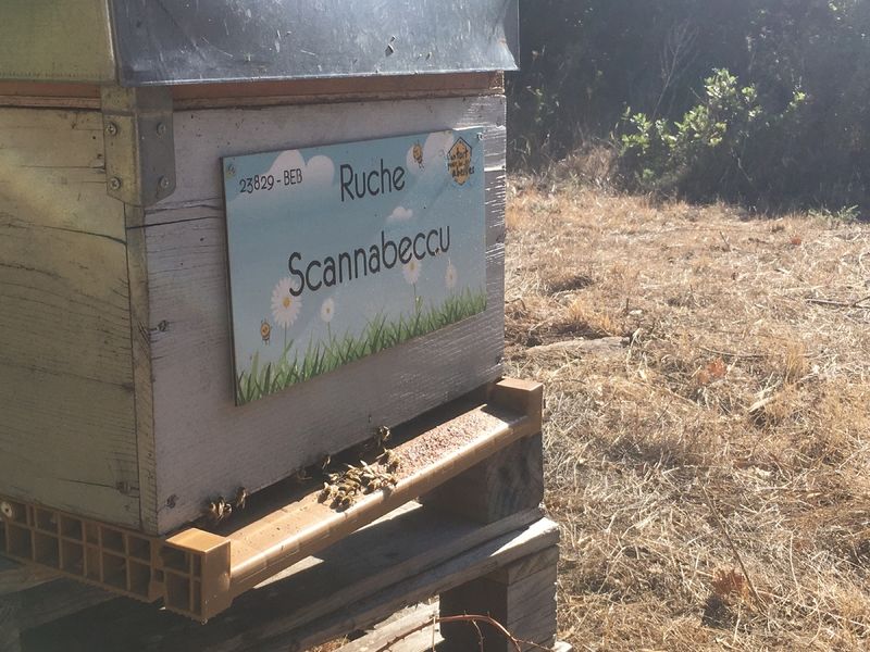 La ruche Scannabeccu