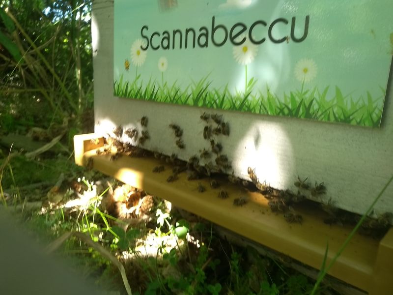 La ruche Scannabeccu