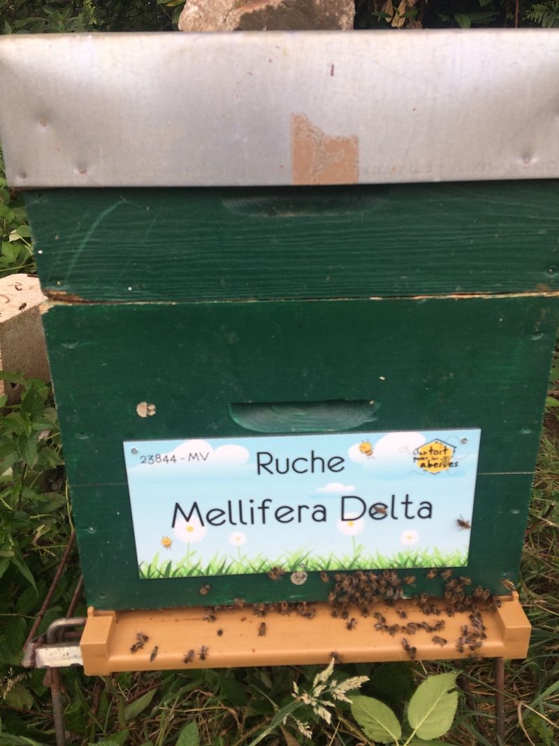 La ruche Mellifera Delta