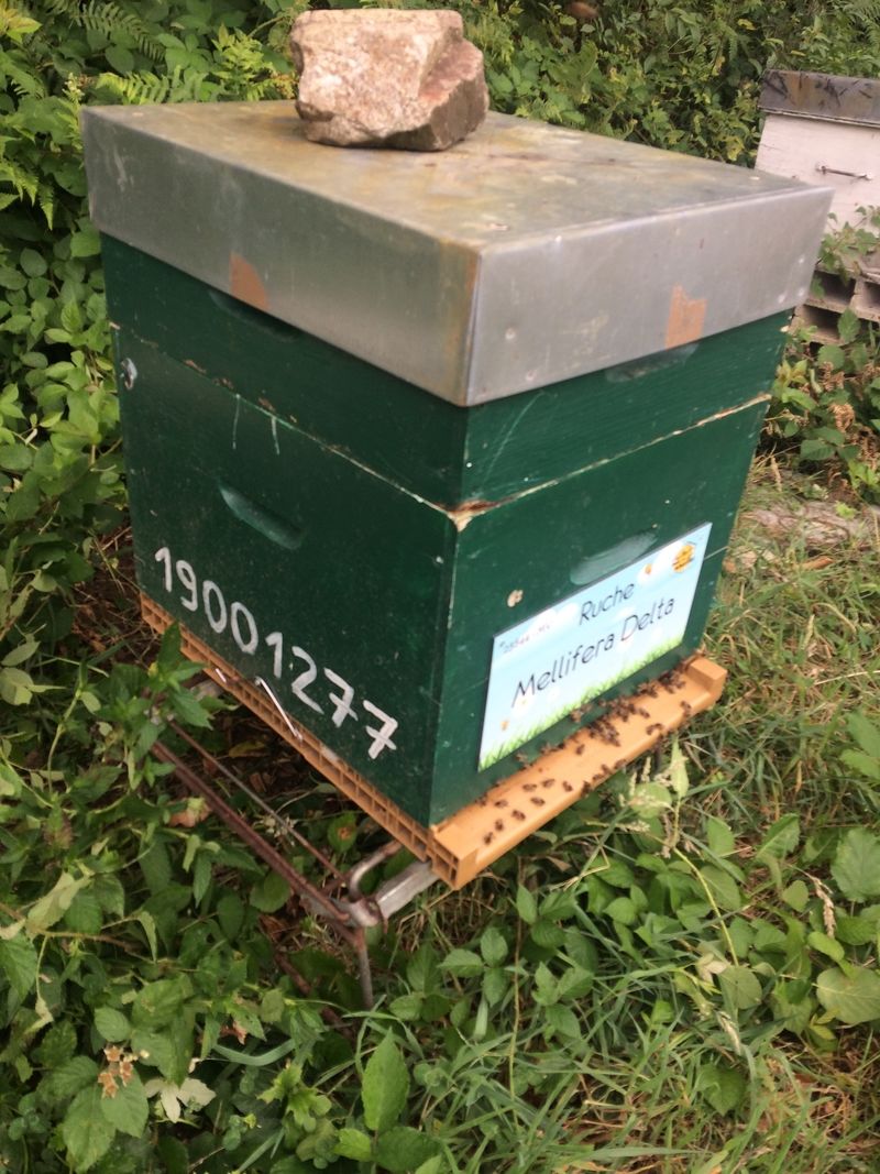 La ruche Mellifera Delta
