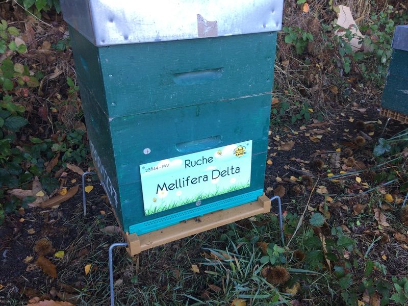 La ruche Mellifera Delta