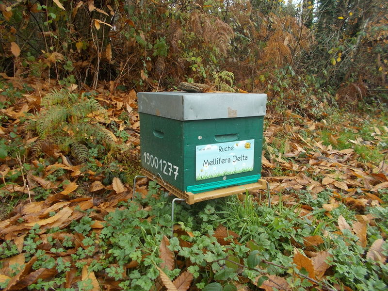 La ruche Mellifera Delta