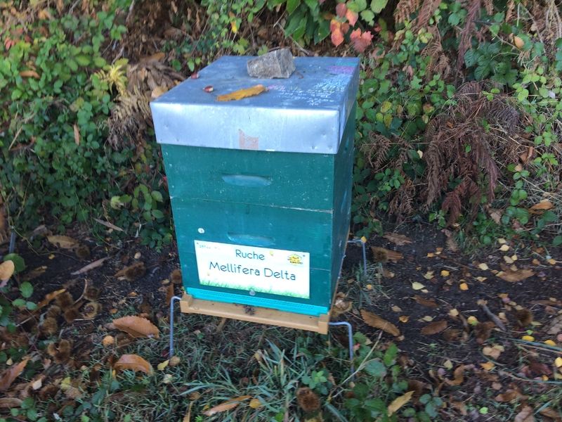 La ruche Mellifera Delta