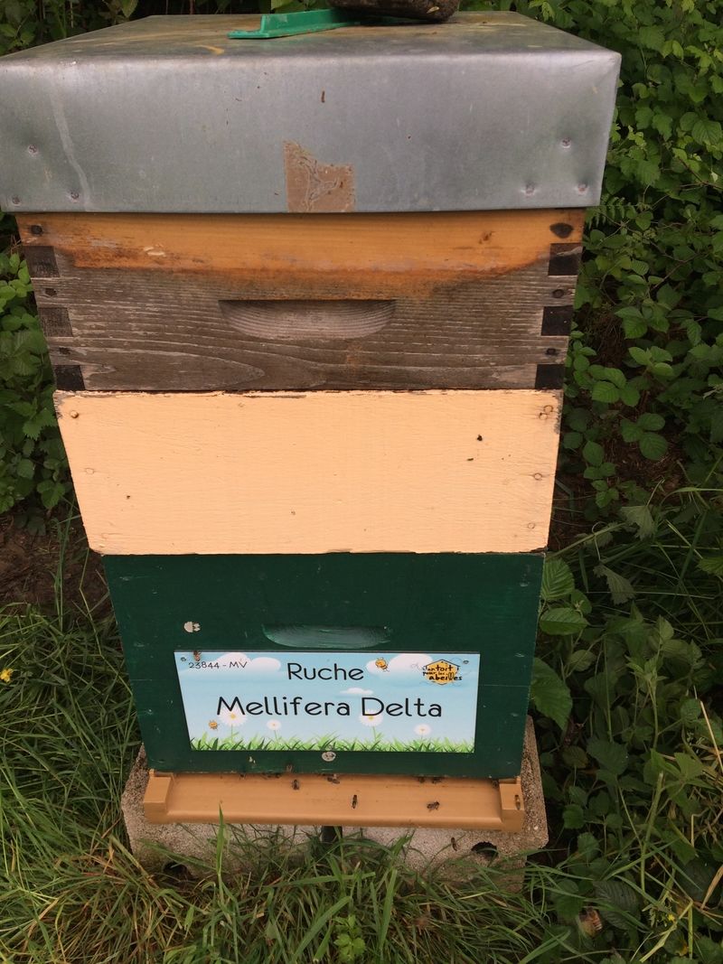 La ruche Mellifera Delta
