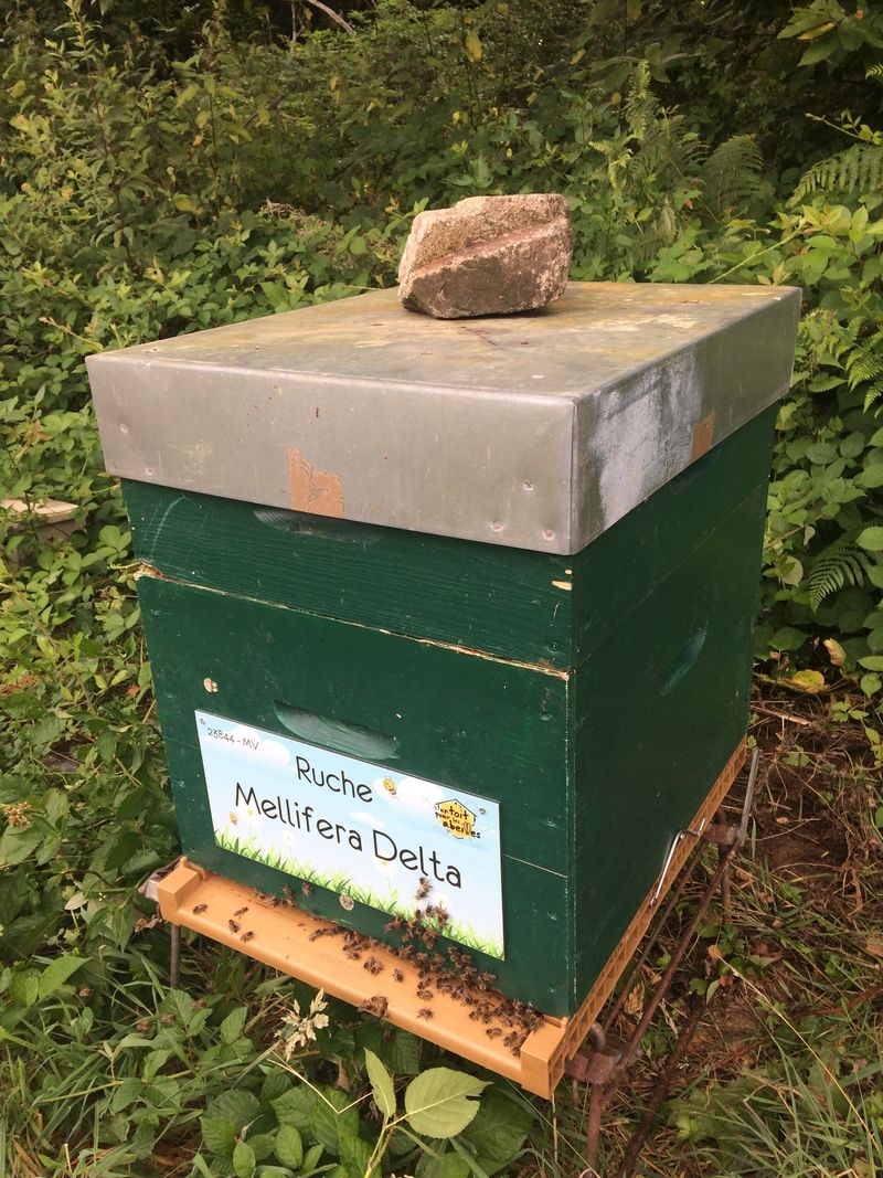 La ruche Mellifera Delta