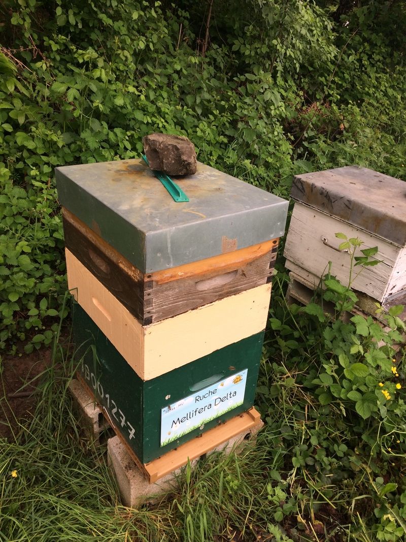 La ruche Mellifera Delta