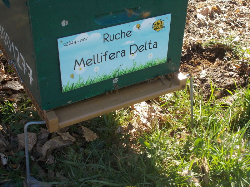 La ruche Mellifera Delta