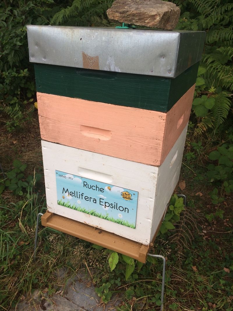 La ruche Mellifera Epsilon
