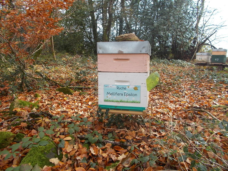 La ruche Mellifera Epsilon