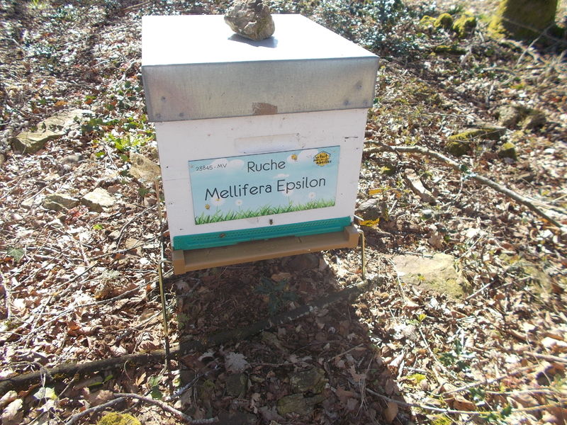 La ruche Mellifera Epsilon
