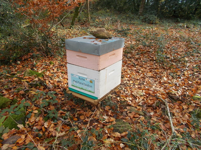 La ruche Mellifera Epsilon