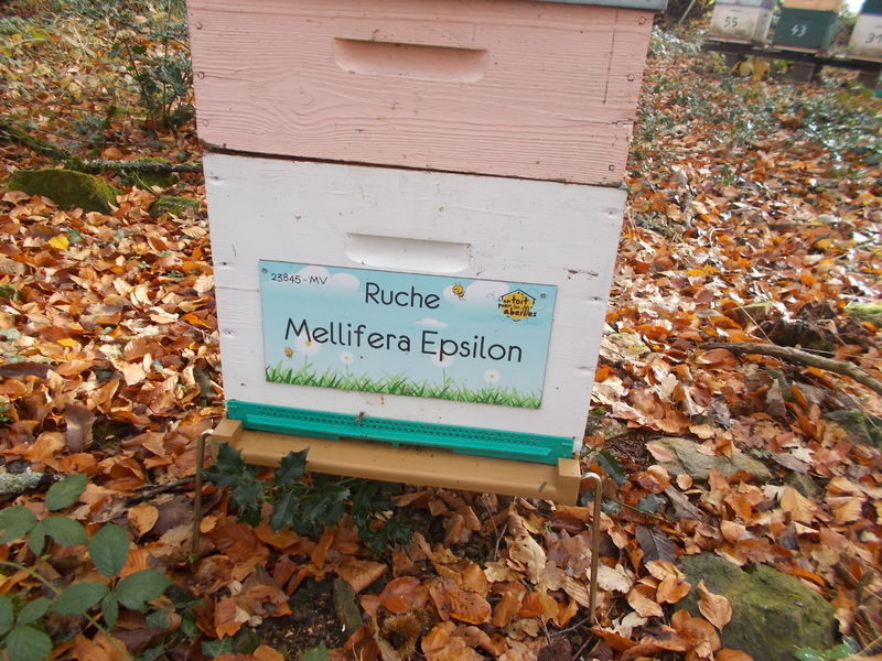 La ruche Mellifera Epsilon