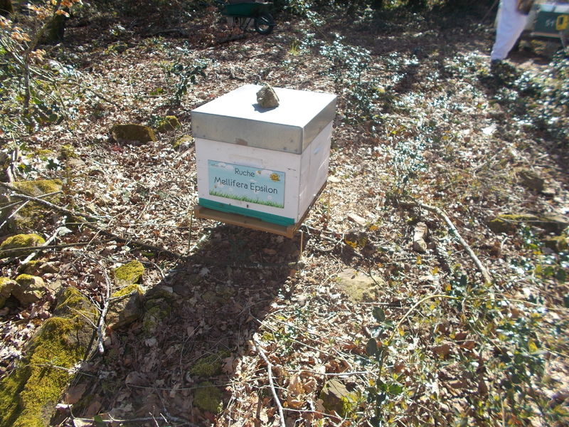 La ruche Mellifera Epsilon