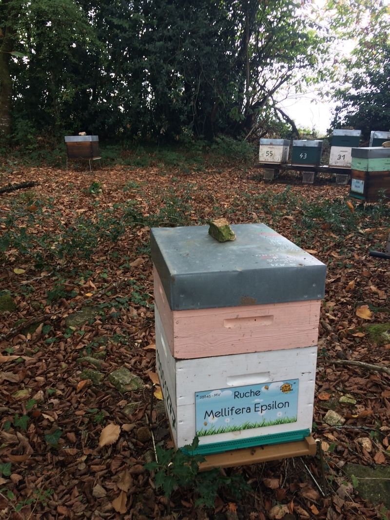 La ruche Mellifera Epsilon