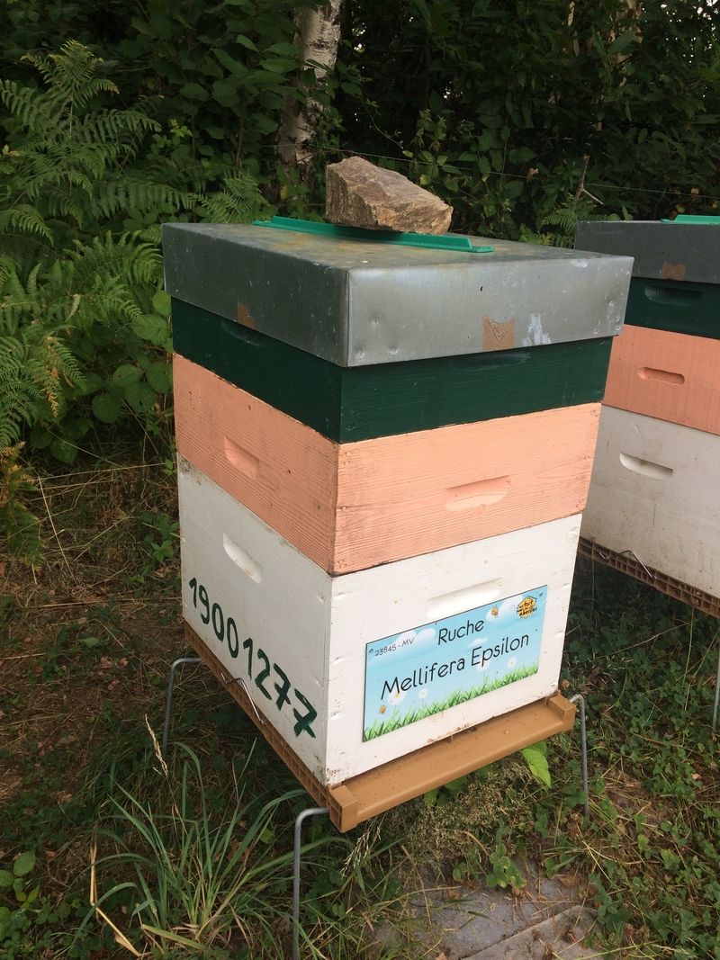 La ruche Mellifera Epsilon