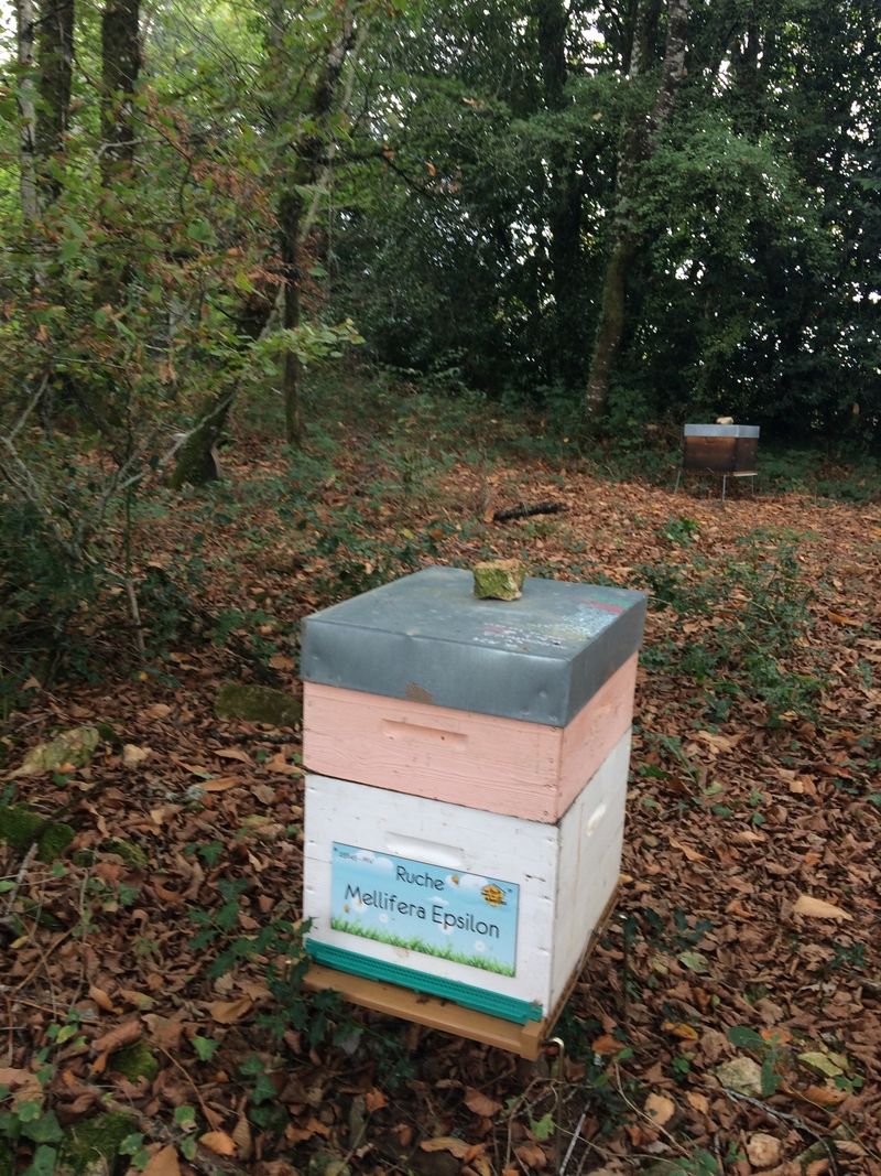 La ruche Mellifera Epsilon