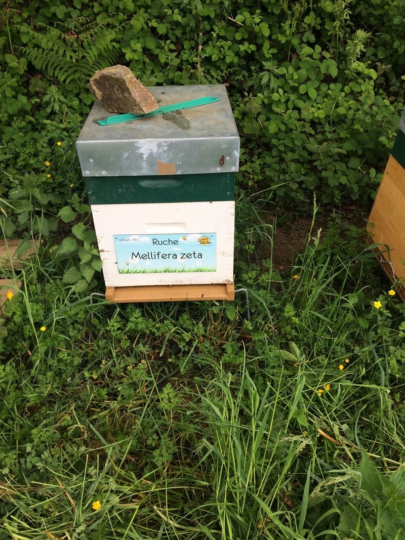 La ruche Mellifera zeta