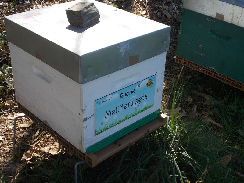 La ruche Mellifera zeta