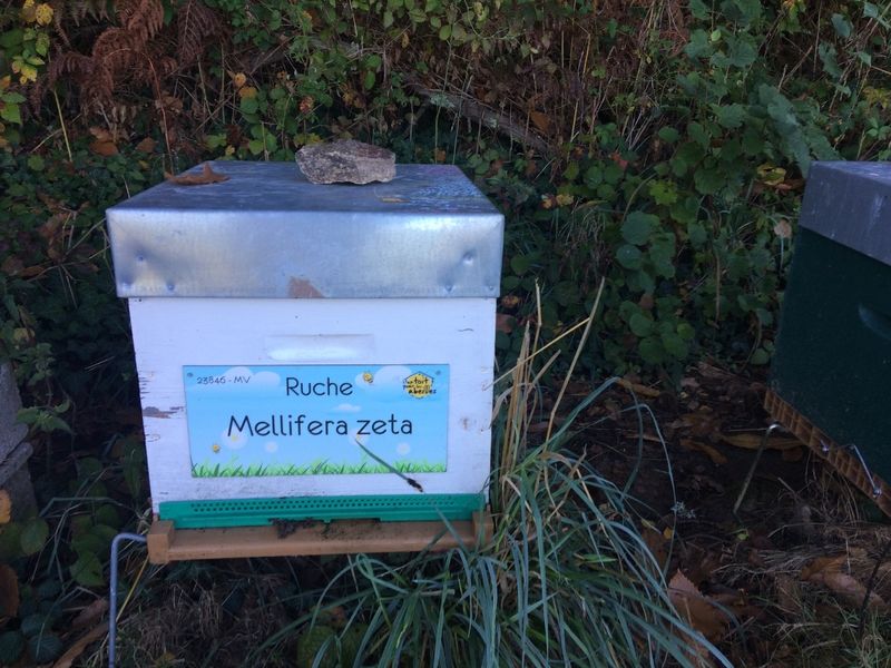 La ruche Mellifera zeta