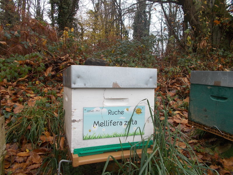 La ruche Mellifera zeta