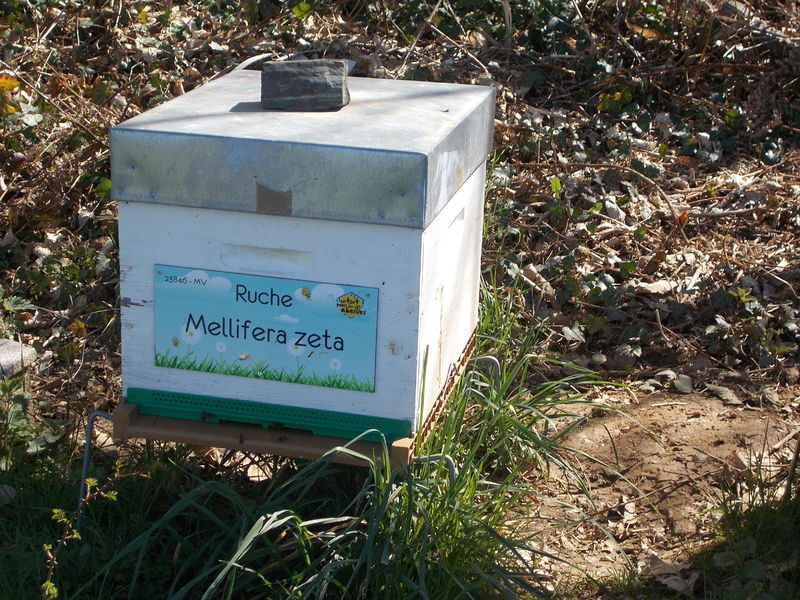 La ruche Mellifera zeta