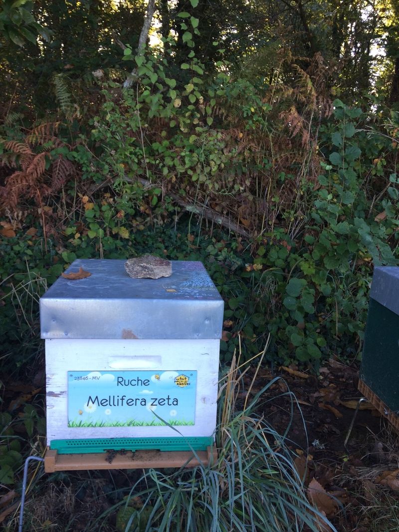 La ruche Mellifera zeta