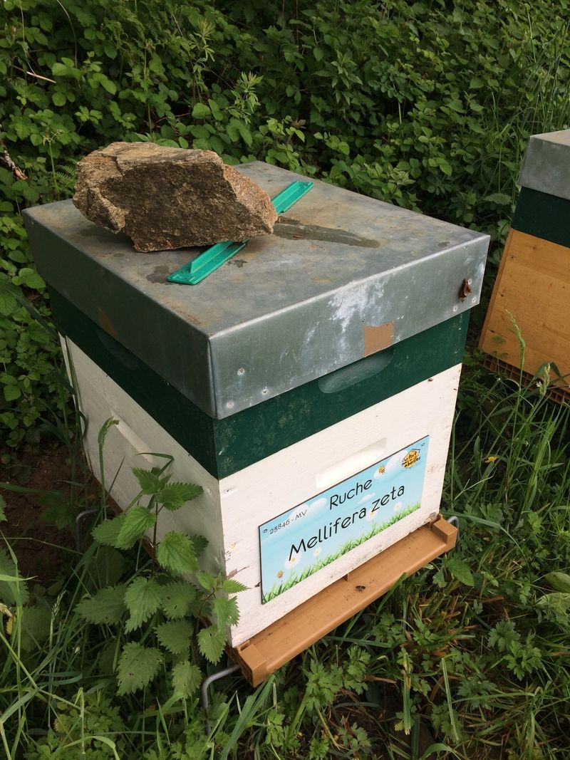 La ruche Mellifera zeta
