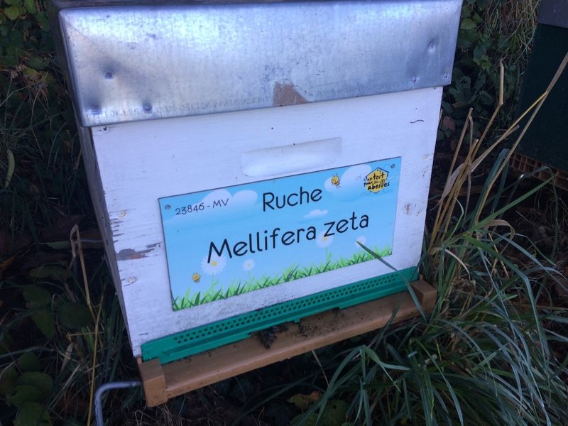 La ruche Mellifera zeta