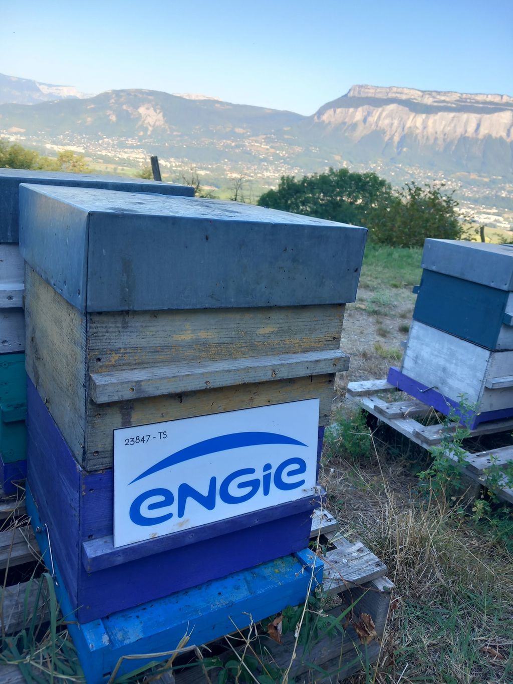 Le framboisier : floraison, vertus et intérêt pour l'apiculture