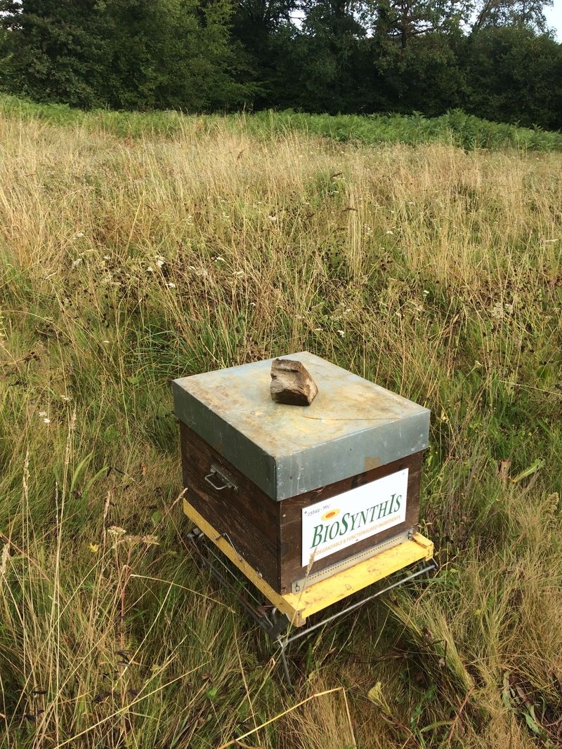 La ruche BIOSYNTHIS