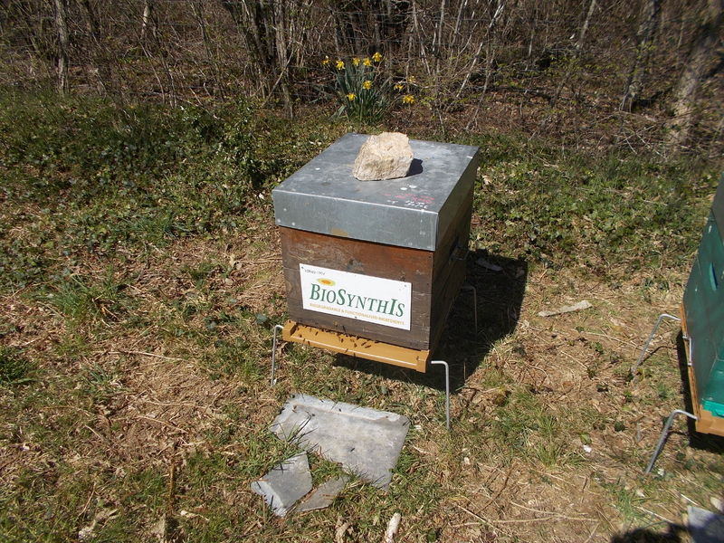 La ruche BIOSYNTHIS