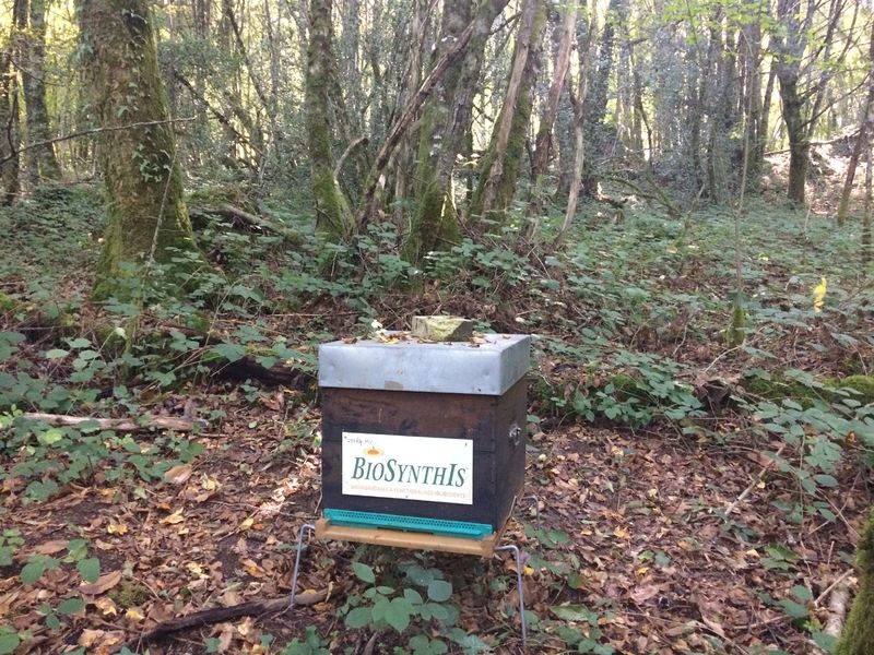La ruche BIOSYNTHIS