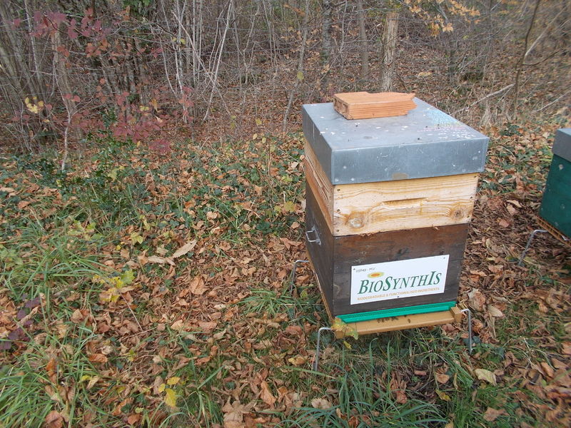 La ruche BIOSYNTHIS
