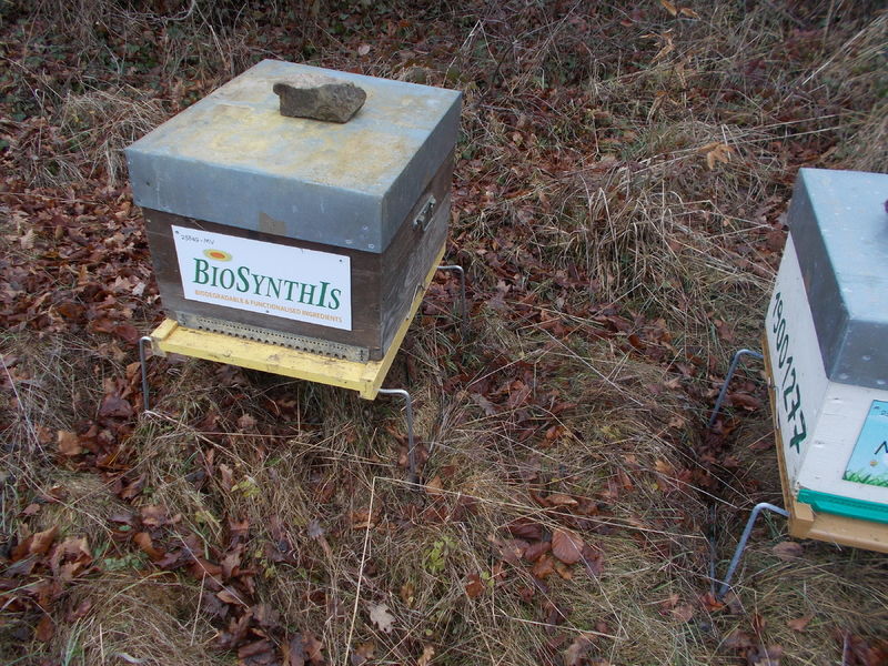 La ruche BIOSYNTHIS