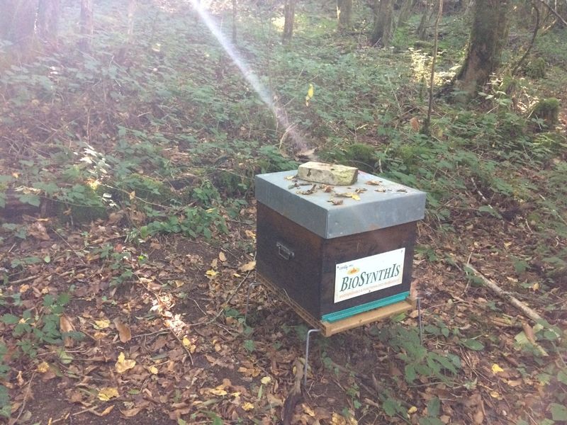 La ruche BIOSYNTHIS