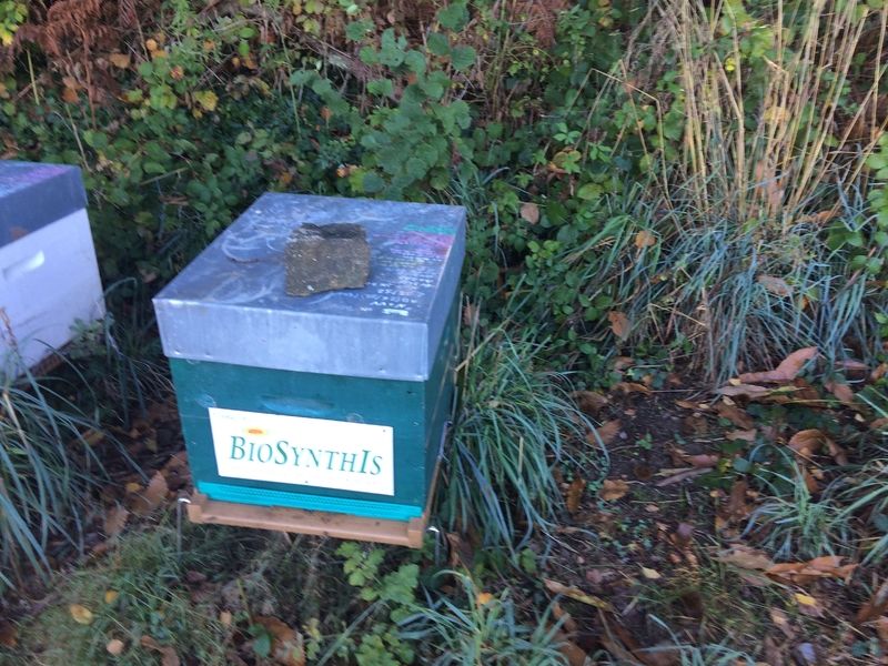 La ruche BIOSYNTHIS