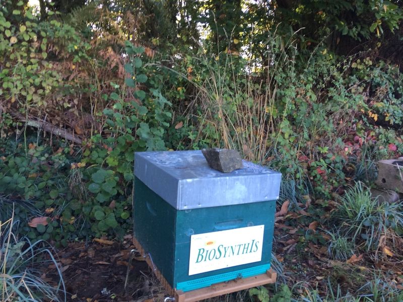 La ruche BIOSYNTHIS