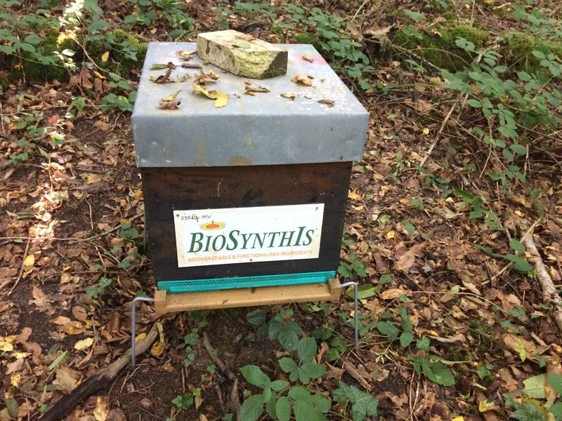 La ruche BIOSYNTHIS