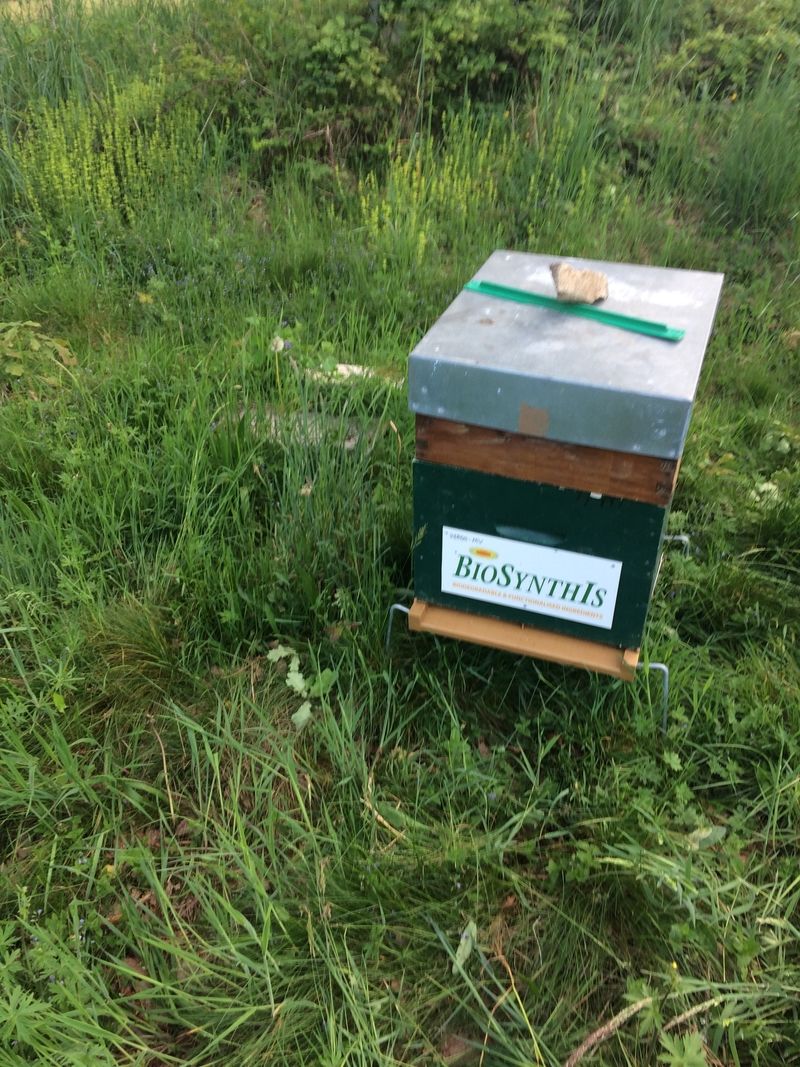 La ruche BIOSYNTHIS