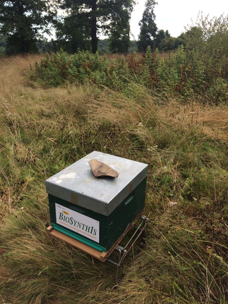 La ruche BIOSYNTHIS